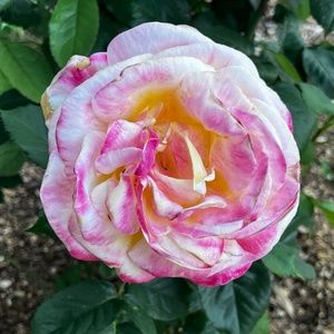 Meet your Posher, Claire